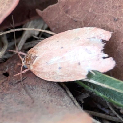 Garrha (genus) (A concealer moth) at Mount Ainslie to Black Mountain - 31 Mar 2024 by Hejor1