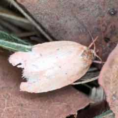 Garrha (genus) at Mount Ainslie to Black Mountain - 31 Mar 2024