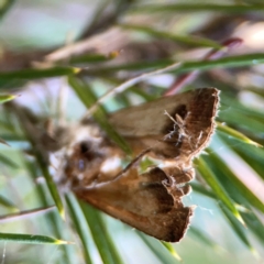 Agrotis (genus) at Mount Ainslie to Black Mountain - 31 Mar 2024 by Hejor1