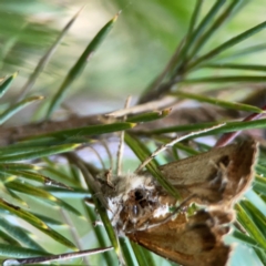 Agrotis (genus) at Mount Ainslie to Black Mountain - 31 Mar 2024 05:31 PM