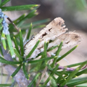 Agrotis (genus) at Mount Ainslie to Black Mountain - 31 Mar 2024 05:31 PM