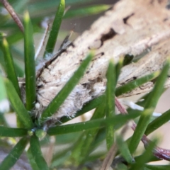 Agrotis (genus) at Mount Ainslie to Black Mountain - 31 Mar 2024