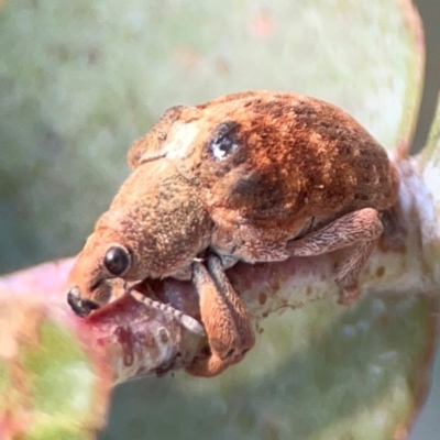 Gonipterus sp. (genus) (Eucalyptus Weevil) at Mount Ainslie to Black Mountain - 31 Mar 2024 by Hejor1