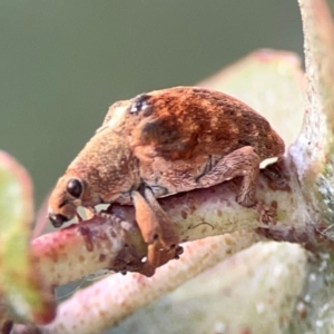 Gonipterus sp. (genus) at Mount Ainslie to Black Mountain - 31 Mar 2024