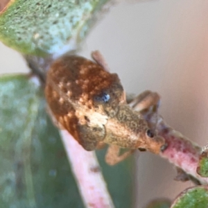 Gonipterus sp. (genus) at Mount Ainslie to Black Mountain - 31 Mar 2024