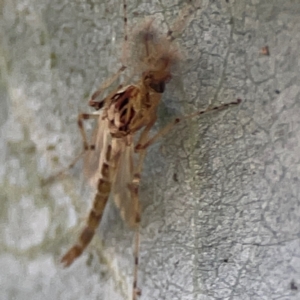 Chironomidae (family) at Mount Ainslie to Black Mountain - 31 Mar 2024