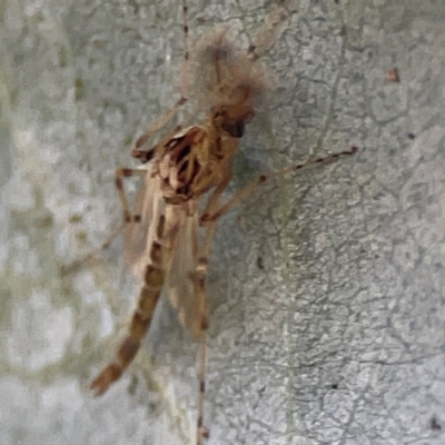 Chironomidae (family) (Non-biting Midge) at Parkes, ACT - 31 Mar 2024 by Hejor1