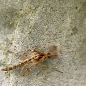 Chironomidae (family) at Mount Ainslie to Black Mountain - 31 Mar 2024