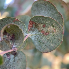 Uraba lugens (Gumleaf Skeletonizer) at Parkes, ACT - 31 Mar 2024 by Hejor1