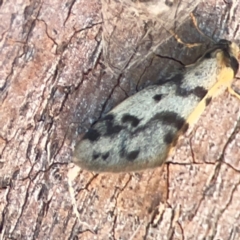 Anestia ombrophanes (Anestia ombrophanes) at Mount Ainslie to Black Mountain - 31 Mar 2024 by Hejor1