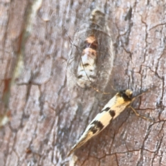 Anestia ombrophanes at Mount Ainslie to Black Mountain - 31 Mar 2024 05:14 PM