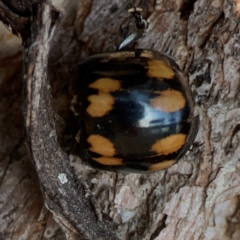 Paropsisterna nigerrima (Leaf beetle, Button beetle) at Mount Ainslie to Black Mountain - 31 Mar 2024 by Hejor1