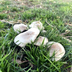 Unidentified Cap on a stem; gills below cap [mushrooms or mushroom-like] at Parkes, ACT - 31 Mar 2024 by Hejor1