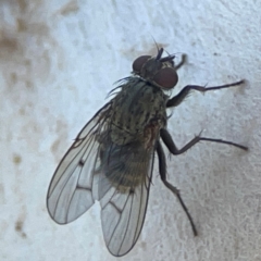 Helina sp. (genus) (Muscid fly) at Mount Ainslie to Black Mountain - 31 Mar 2024 by Hejor1