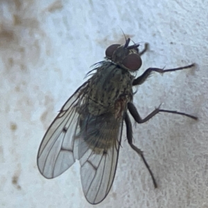 Helina sp. (genus) at Mount Ainslie to Black Mountain - 31 Mar 2024