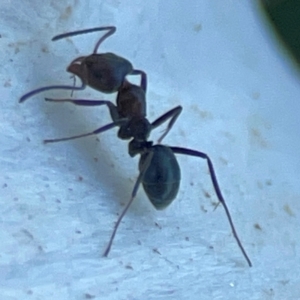 Iridomyrmex sp. (genus) at Mount Ainslie to Black Mountain - 31 Mar 2024