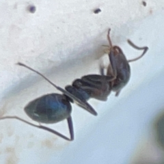 Iridomyrmex sp. (genus) at Mount Ainslie to Black Mountain - 31 Mar 2024