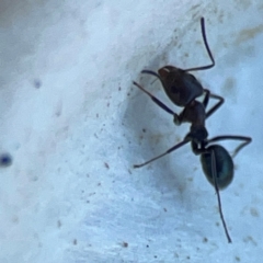 Iridomyrmex sp. (genus) at Mount Ainslie to Black Mountain - 31 Mar 2024