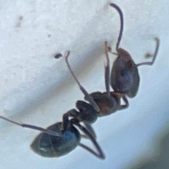 Iridomyrmex sp. (genus) at Mount Ainslie to Black Mountain - 31 Mar 2024 05:06 PM