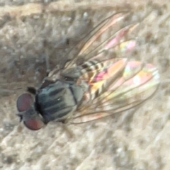 Lindneromyia sp. (Flat-footed fly) at Mount Ainslie to Black Mountain - 31 Mar 2024 by Hejor1