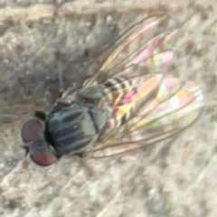 Lindneromyia sp. at Commonwealth & Kings Parks - 31 Mar 2024 by Hejor1