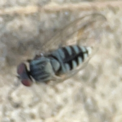 Lindneromyia sp. at Mount Ainslie to Black Mountain - 31 Mar 2024 05:06 PM
