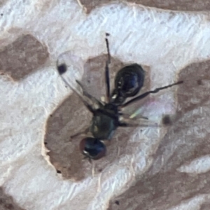 Parapalaeosepsis plebeia at Mount Ainslie to Black Mountain - 31 Mar 2024