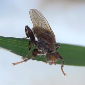 Tapeigaster sp. (genus) at Mount Ainslie to Black Mountain - 31 Mar 2024