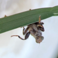 Tapeigaster sp. (genus) at Mount Ainslie to Black Mountain - 31 Mar 2024