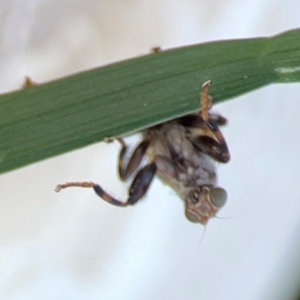 Tapeigaster sp. (genus) at Mount Ainslie to Black Mountain - 31 Mar 2024