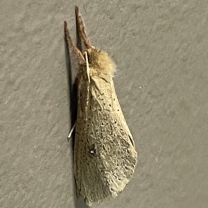 Fraus crocea at City Renewal Authority Area - 31 Mar 2024 03:29 PM