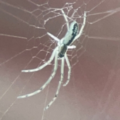 Unidentified Orb-weaving spider (several families) at Parkes, ACT - 31 Mar 2024 by Hejor1