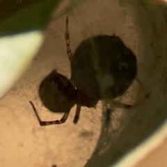 Cryptachaea veruculata at Mount Ainslie to Black Mountain - 31 Mar 2024 05:26 PM