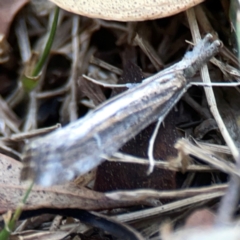 Hednota pedionoma PS1 (BOLD) (a Crambid moth (Crambinae)) at Mount Ainslie to Black Mountain - 31 Mar 2024 by Hejor1