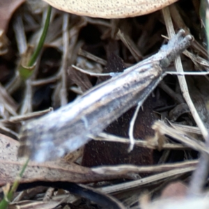 Hednota pedionoma PS1 (BOLD) at Mount Ainslie to Black Mountain - 31 Mar 2024