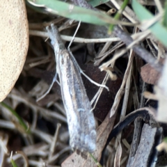 Hednota pedionoma PS1 (BOLD) at Mount Ainslie to Black Mountain - 31 Mar 2024