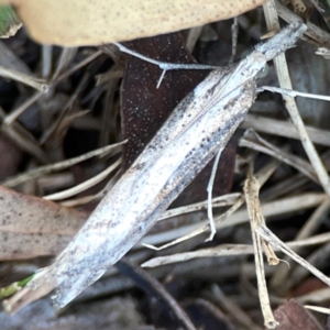 Hednota pedionoma PS1 (BOLD) at Mount Ainslie to Black Mountain - 31 Mar 2024