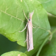 Hednota acontophora (A Crambid Moth) at Commonwealth & Kings Parks - 31 Mar 2024 by Hejor1