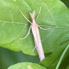 Hednota acontophora at Commonwealth Park (CWP) - 31 Mar 2024 06:14 PM