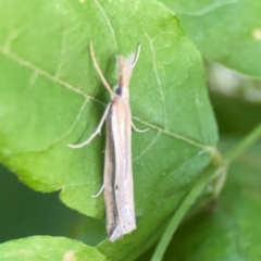 Hednota acontophora at Commonwealth Park (CWP) - 31 Mar 2024 06:14 PM