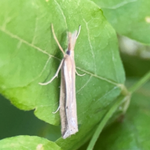 Hednota acontophora at Commonwealth Park (CWP) - 31 Mar 2024