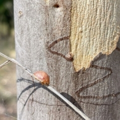 Paropsini sp. (tribe) (Unidentified paropsine leaf beetle) at Block 402 - 29 Mar 2024 by LinePerrins