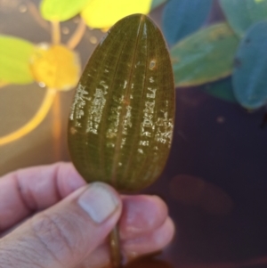 Ottelia ovalifolia at Jacka, ACT - 25 Feb 2024 10:13 AM