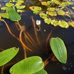 Ottelia ovalifolia at Jacka, ACT - 25 Feb 2024