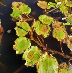 Potamogeton sulcatus (Pondweed) at Jacka, ACT - 24 Feb 2024 by PaulDoy