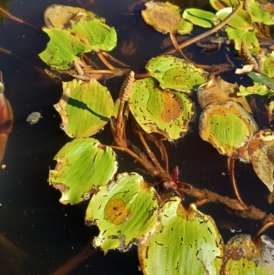 Potamogeton sulcatus (Pondweed) at Jacka, ACT - 24 Feb 2024 by PaulDoy