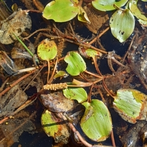 Potamogeton sulcatus at Jacka, ACT - 25 Feb 2024 10:13 AM