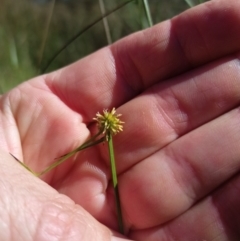 Cyperus sphaeroideus (Scented Sedge) at Jacka, ACT - 25 Feb 2024 by PaulDoy