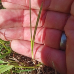 Cyperus sphaeroideus at Jacka, ACT - 25 Feb 2024 10:07 AM