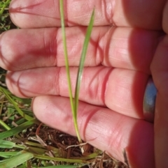 Cyperus sphaeroideus at Jacka, ACT - 25 Feb 2024 10:07 AM